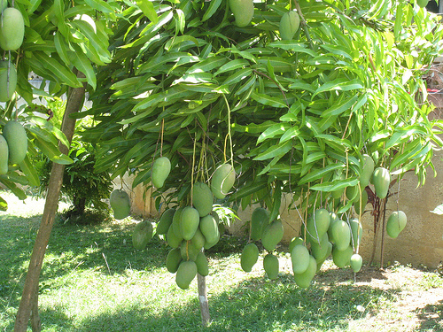 East Indian Mango 2 Only Inna Jamaica From 1845 to 1921, over 36,000 east indians, mainly of the hindu faith, were brought to jamaica as indentured servants. jamaica